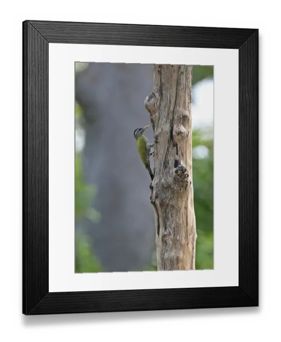 Framed Print : Streak-throated Woodpecker (Picus xanthopygaeus) adult female, clinging to dead tree trunk, Tmatboey, Cambodia, January