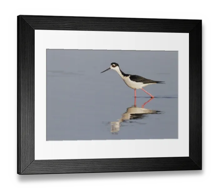 Framed Print : Black-necked Stilt (Himantopus mexicanus) adult male, walking in shallow water with reflection, Everglades, Florida Framed Print : Black-necked Stilt (Himantopus mexicanus) adult male, walking in shallow water with reflection, Everglades, Florida