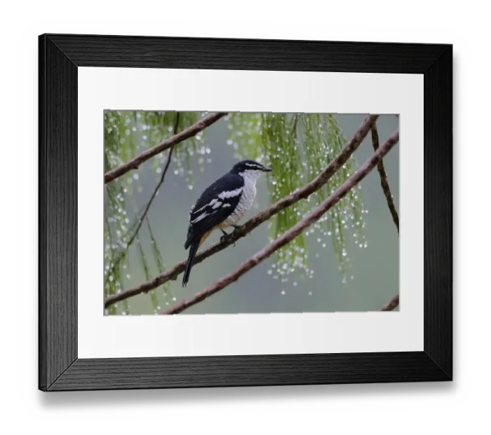 Framed Print : Varied Triller (Lalage leucomela falsa) adult, perched on branch during rainfall, Lelet Plateau, New Ireland
