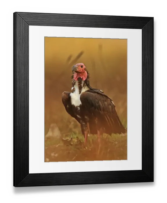 Framed Print : Red-headed Vulture (Sarcogyps calvus) adult, standing on ground, Veal Krous vulture restaurant, Cambodia, January Framed Print : Red-headed Vulture (Sarcogyps calvus) adult, standing on ground, Veal Krous vulture restaurant, Cambodia, January
