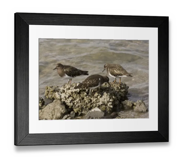 Framed Print : Black Turnstone (Arenaria melanocephala) three adults, non-breeding plumage, feeding along shoreline, North California Framed Print : Black Turnstone (Arenaria melanocephala) three adults, non-breeding plumage, feeding along shoreline, North California