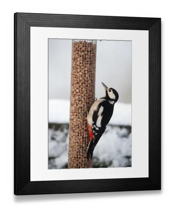 Framed Print : Great Spotted Woodpecker (Dendrocopos major) adult female, feeding on peanuts at hanging birdfeeder in snow covered Framed Print : Great Spotted Woodpecker (Dendrocopos major) adult female, feeding on peanuts at hanging birdfeeder in snow covered