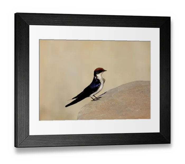 Framed Print : Wire-tailed Swallow (Hirundo smithii smithii) adult female, standing on stone bridge, Gambia, December Framed Print : Wire-tailed Swallow (Hirundo smithii smithii) adult female, standing on stone bridge, Gambia, December