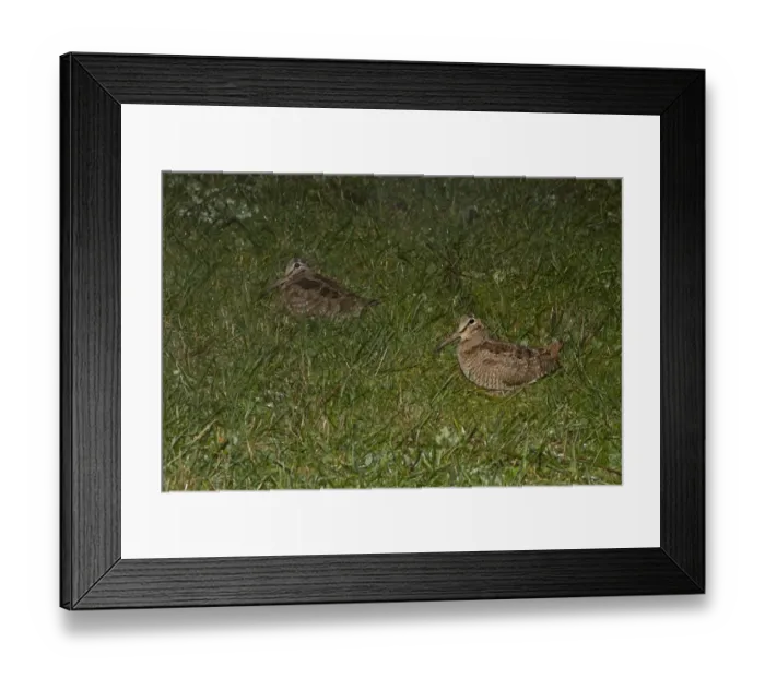 Framed Print : Eurasian Woodcock (Scolopax rusticola) two adults, standing in field at night during rainfall, Shropshire, England