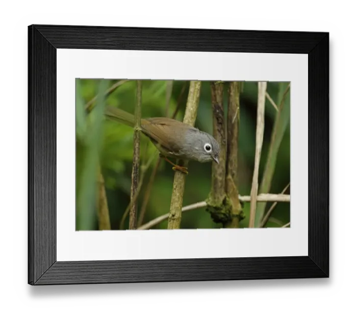 Framed Print : Grey-cheeked Fulvetta (Alcippe morrisonia morrisonia) adult, perched on stem, Dasyueshan National Forest, Taiwan, April