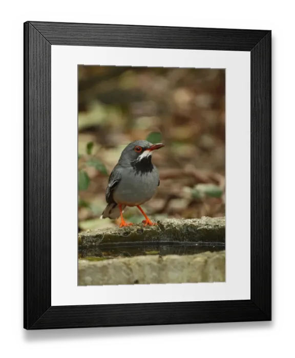 Framed Print : Red-legged Thrush (Turdus plumbeus rubripes) adult, drinking at pool in woodland, Cayo Coco, Jardines del Rey Framed Print : Red-legged Thrush (Turdus plumbeus rubripes) adult, drinking at pool in woodland, Cayo Coco, Jardines del Rey