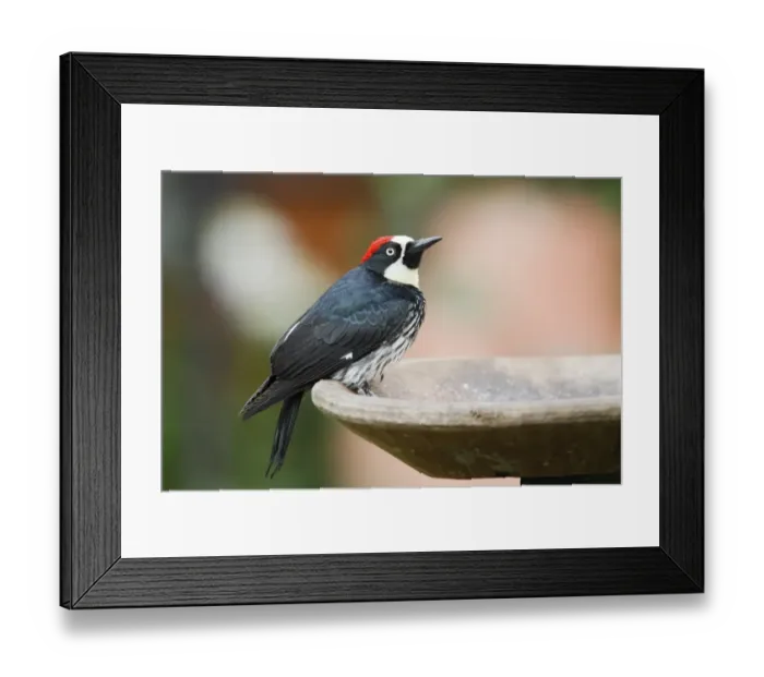 Framed Print : Acorn Woodpecker (Melanerpes formicivorus) adult male, standing on birdbath, Costa Rica, April Framed Print : Acorn Woodpecker (Melanerpes formicivorus) adult male, standing on birdbath, Costa Rica, April