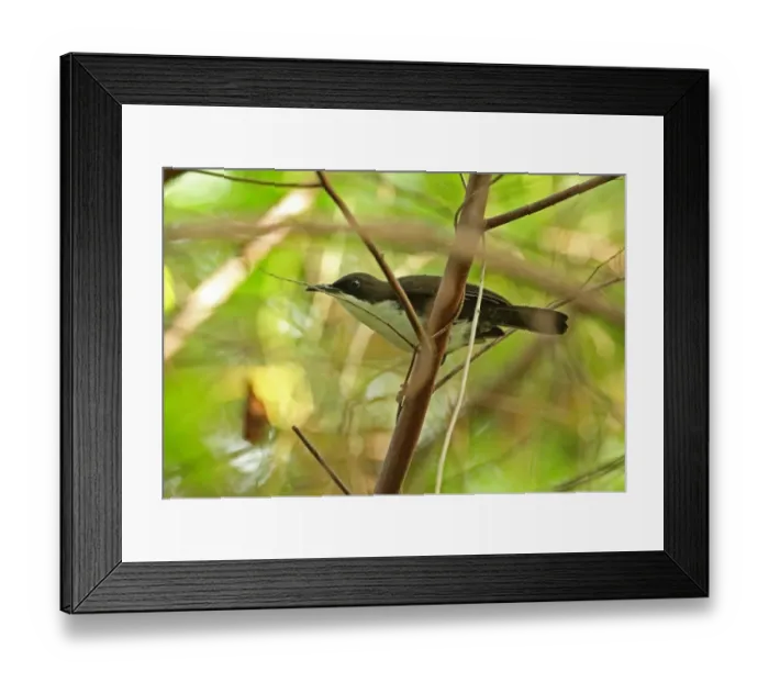 Framed Print : White-breasted Thrasher (Ramphocinclus brachyurus sanctaeluciae) adult, perched on branch, Praslin, St Framed Print : White-breasted Thrasher (Ramphocinclus brachyurus sanctaeluciae) adult, perched on branch, Praslin, St