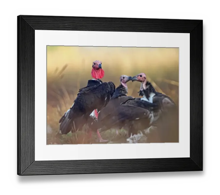 Framed Print : Red-headed Vulture (Sarcogyps calvus) adult with three sub-adults, standing on ground, Veal Krous vulture restaurant Framed Print : Red-headed Vulture (Sarcogyps calvus) adult with three sub-adults, standing on ground, Veal Krous vulture restaurant