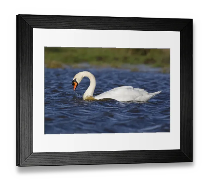 Framed Print : Mute Swan (Cygnus olor) adult male, swimming on pond with choppy water, Suffolk, England, December Framed Print : Mute Swan (Cygnus olor) adult male, swimming on pond with choppy water, Suffolk, England, December