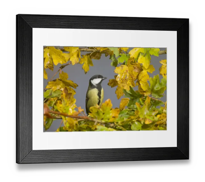 Framed Print : Great Tit (Parus major) adult, perched on Field Maple (Acer campestre) amongst leaves in autumn colour, Suffolk