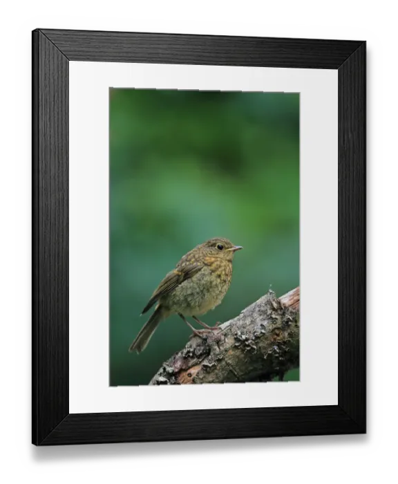 Framed Print : European Robin (Erithacus rubecula) juvenile, perched on branch, Norwich, Norfolk, England, July Framed Print : European Robin (Erithacus rubecula) juvenile, perched on branch, Norwich, Norfolk, England, July