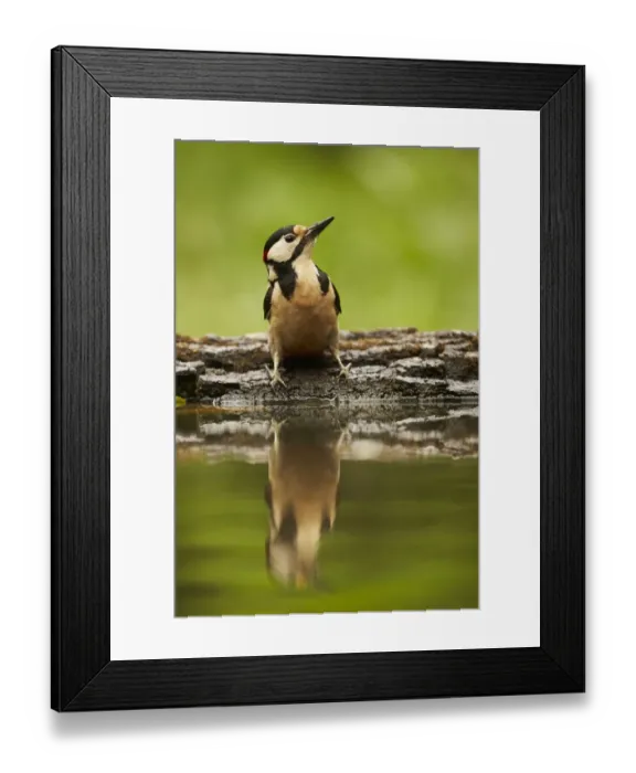 Framed Print : Great Spotted Woodpecker (Dendrocopos major) adult male, standing at edge of woodland pool with reflection, Hungary Framed Print : Great Spotted Woodpecker (Dendrocopos major) adult male, standing at edge of woodland pool with reflection, Hungary