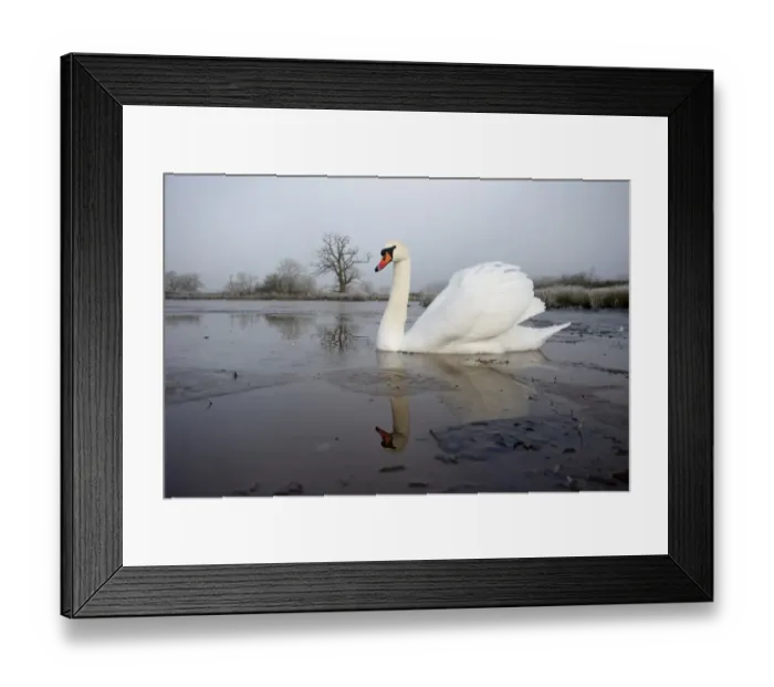 Framed Print : Mute Swan (Cygnus olor) adult, swimming on partially frozen water, Warwickshire, England, December