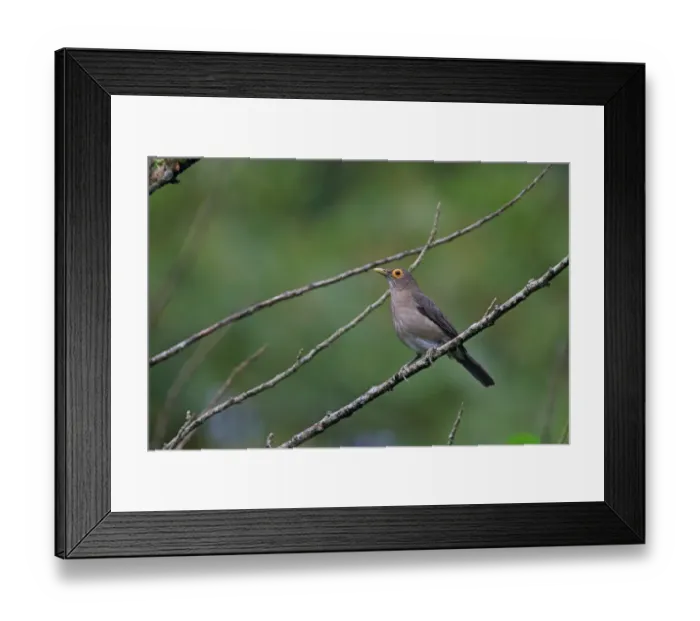 Framed Print : Spectacled Thrush (Turdus nudigenis) adult, perched on twig, Trinidad, Trinidad and Tobago, April Framed Print : Spectacled Thrush (Turdus nudigenis) adult, perched on twig, Trinidad, Trinidad and Tobago, April