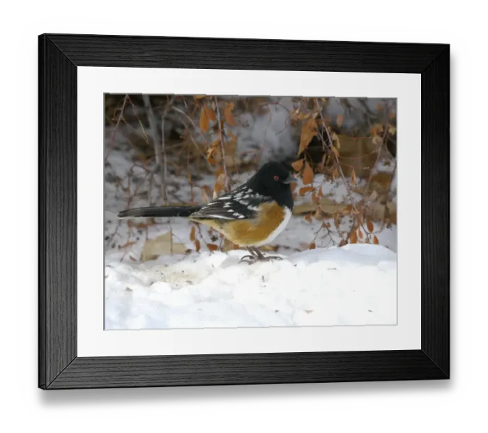Framed Print : Spotted Towhee (Pipilo maculatus) adult male, standing on snow, Santa Fe, New Mexico, U. S. A. December Framed Print : Spotted Towhee (Pipilo maculatus) adult male, standing on snow, Santa Fe, New Mexico, U. S. A. December