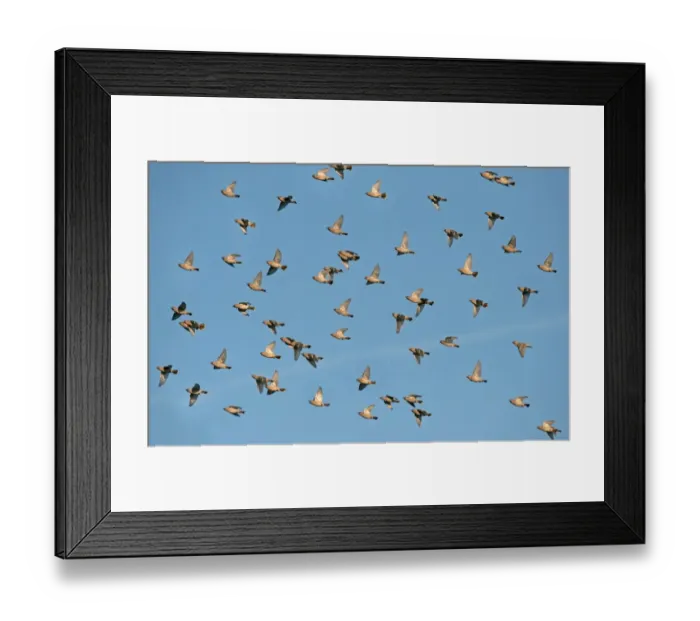 Framed Print : Bohemian Waxwing (Bombycilla garrulus) flock, in flight, Merseyside, England, November Framed Print : Bohemian Waxwing (Bombycilla garrulus) flock, in flight, Merseyside, England, November