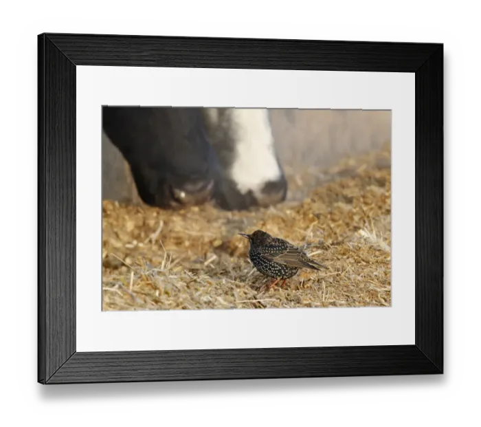 Framed Print : Common Starling (Sturnus vulgaris) adult, winter plumage, feeding in farmyard with domestic cattle, Leicestershire Framed Print : Common Starling (Sturnus vulgaris) adult, winter plumage, feeding in farmyard with domestic cattle, Leicestershire