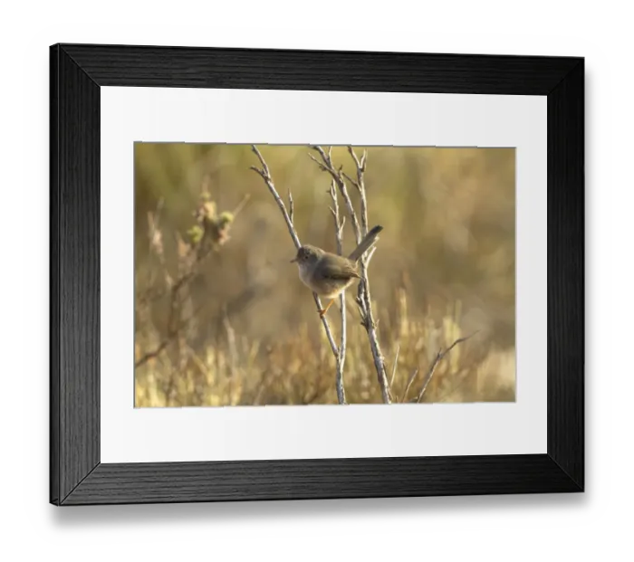 Framed Print : Dartford Warbler (Sylvia undata) juvenile, perched on twig, Extremadura, Spain, September Framed Print : Dartford Warbler (Sylvia undata) juvenile, perched on twig, Extremadura, Spain, September