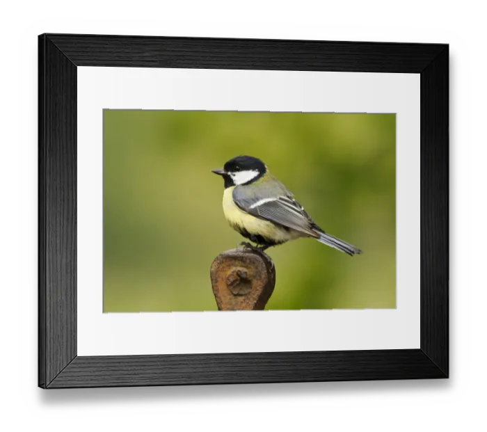 Framed Print : Great Tit (Parus major) adult, perched on rusting farm equipment, Gilfach Farm Nature Reserve, near Rhayader, Powys Framed Print : Great Tit (Parus major) adult, perched on rusting farm equipment, Gilfach Farm Nature Reserve, near Rhayader, Powys