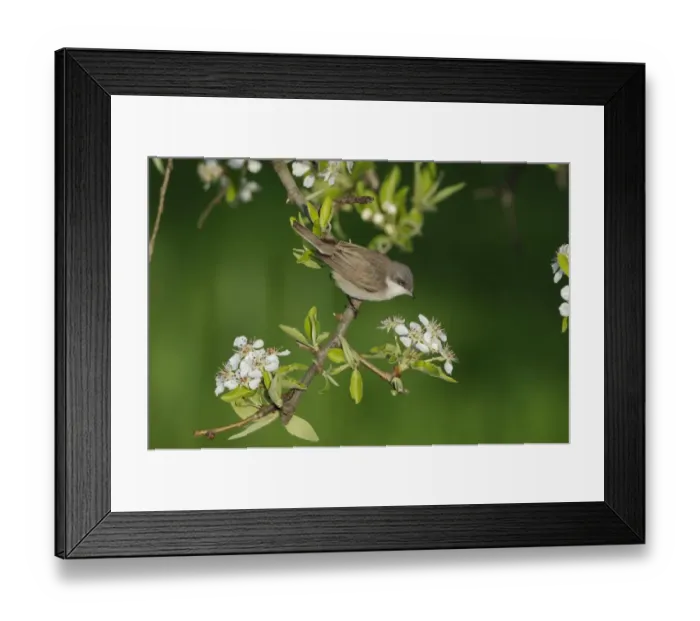 Framed Print : Lesser Whitethroat (Sylvia curruca) adult, summer plumage, feeding on blossom, Lemnos, Greece, April Framed Print : Lesser Whitethroat (Sylvia curruca) adult, summer plumage, feeding on blossom, Lemnos, Greece, April