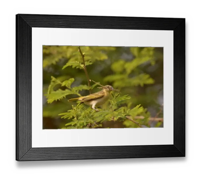 Framed Print : Southern Masked Weaver (Ploceus velatus) adult female, with nesting material in beak, Lusaka, Zambia, September Framed Print : Southern Masked Weaver (Ploceus velatus) adult female, with nesting material in beak, Lusaka, Zambia, September