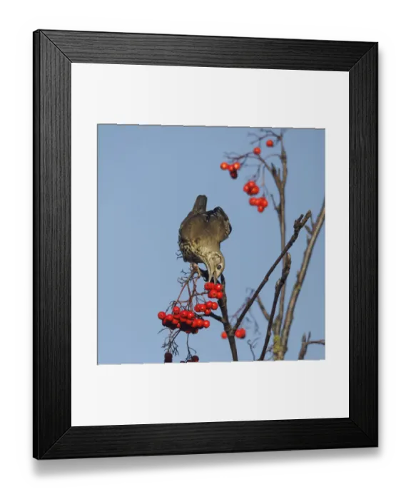 Framed Print : Mistle Thrush (Turdus viscivorus) adult, feeding on Rowan (Sorbus aucuparia) berries, Warwickshire, England, November Framed Print : Mistle Thrush (Turdus viscivorus) adult, feeding on Rowan (Sorbus aucuparia) berries, Warwickshire, England, November