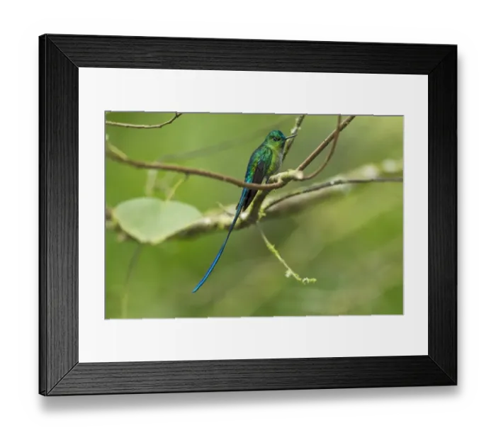 Framed Print : Long-tailed Sylph (Aglaiocercus kingi) adult male, perched on twig in montane rainforest, Andes, Ecuador, November Framed Print : Long-tailed Sylph (Aglaiocercus kingi) adult male, perched on twig in montane rainforest, Andes, Ecuador, November