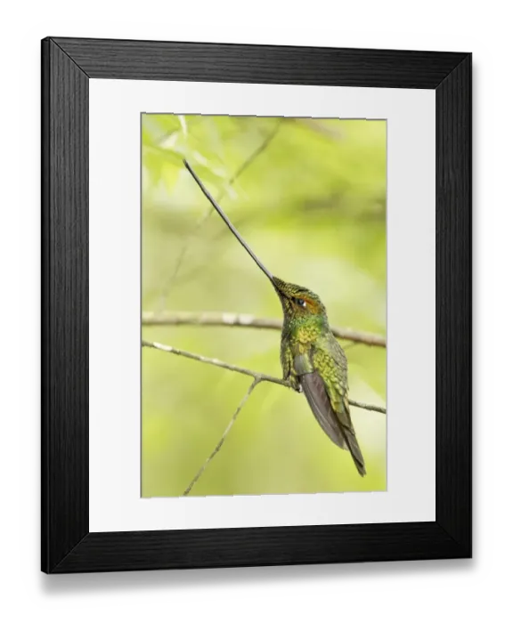 Framed Print : Sword-billed Hummingbird (Ensifera ensifera) adult male, perched on twig in montane rainforest, Guango, Andes, Ecuador Framed Print : Sword-billed Hummingbird (Ensifera ensifera) adult male, perched on twig in montane rainforest, Guango, Andes, Ecuador