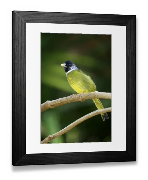 Framed Print : Collared Finchbill (Spizixos semitorques) adult, singing, perched on twig (captive) Framed Print : Collared Finchbill (Spizixos semitorques) adult, singing, perched on twig (captive)