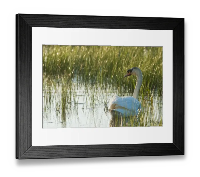 Framed Print : Mute Swan (Cygnus olor) adult, swimming on pool at sunrise, Elmley Marshes N. N. R Framed Print : Mute Swan (Cygnus olor) adult, swimming on pool at sunrise, Elmley Marshes N. N. R