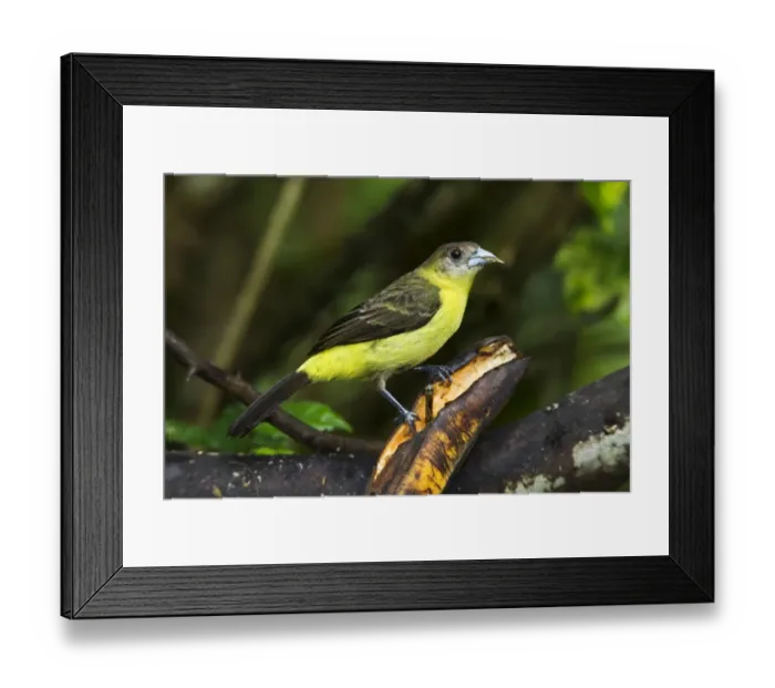 Framed Print : Lemon-rumped Tanager (Ramphocelus icteronotus) adult female, feeding on banana Framed Print : Lemon-rumped Tanager (Ramphocelus icteronotus) adult female, feeding on banana