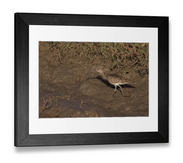 Framed Print : Whimbrel (Numenius phaeopus) adult, foraging on mud, Gambia, January