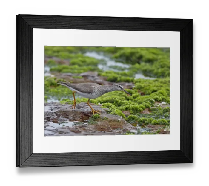 Framed Print : Grey-tailed Tattler (Tringa brevipes) adult, breeding plumage, foraging on seaweed covered rocks, Taiwan, April Framed Print : Grey-tailed Tattler (Tringa brevipes) adult, breeding plumage, foraging on seaweed covered rocks, Taiwan, April