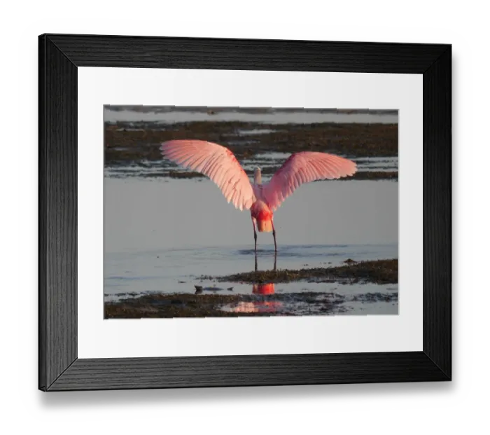 Framed Print : Roseate Spoonbill (Ajaia ajaja) adult, rear view, standing in shallow water with wings spread Framed Print : Roseate Spoonbill (Ajaia ajaja) adult, rear view, standing in shallow water with wings spread