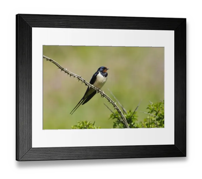 Framed Print : Barn Swallow (Hirundo rustica) adult, perched on bramble stem, Martins Haven, Pembrokeshire, Wales, May Framed Print : Barn Swallow (Hirundo rustica) adult, perched on bramble stem, Martins Haven, Pembrokeshire, Wales, May