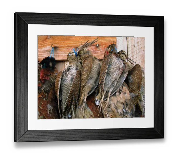Framed Print : Eurasian Woodcock (Scolopax rusticola) and Common Pheasant (Phasianus colchicus) dead adults, hanging in game larder