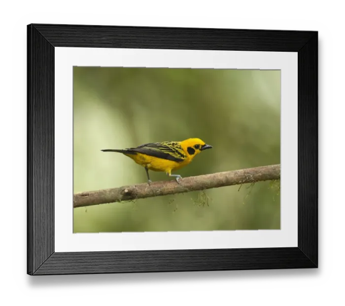 Framed Print : Golden Tanager (Tangara arthus) adult, perched on twig in montane rainforest, Andes, Ecuador, November Framed Print : Golden Tanager (Tangara arthus) adult, perched on twig in montane rainforest, Andes, Ecuador, November