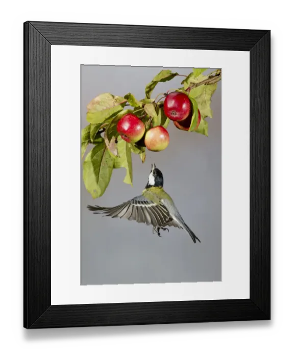 Framed Print : Great Tit (Parus major) adult, in flight, catching insect under crabapple fruit, Suffolk, England, September Framed Print : Great Tit (Parus major) adult, in flight, catching insect under crabapple fruit, Suffolk, England, September
