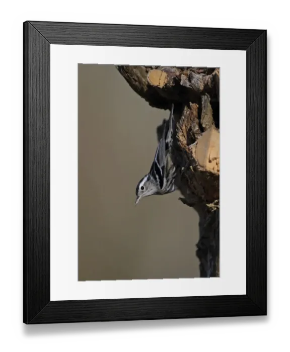 Framed Print : Black-and-white Warbler (Mniotilta varia) adult female, clinging to stump, La Belen, Camaguey Province, Cuba, March Framed Print : Black-and-white Warbler (Mniotilta varia) adult female, clinging to stump, La Belen, Camaguey Province, Cuba, March