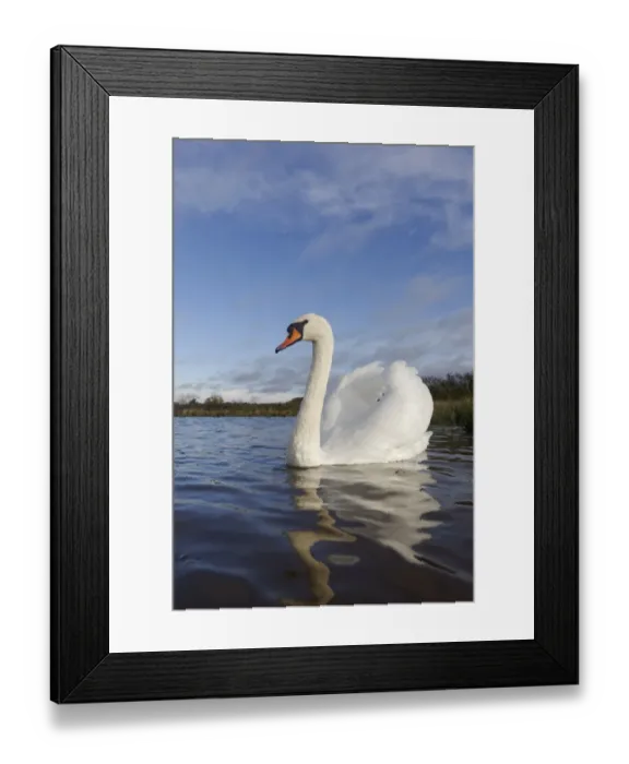 Framed Print : Mute Swan (Cygnus olor) adult, swimming with wings raised in aggressive posture, Warwickshire, England, November Framed Print : Mute Swan (Cygnus olor) adult, swimming with wings raised in aggressive posture, Warwickshire, England, November