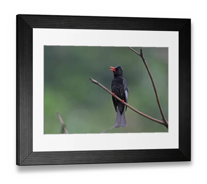 Framed Print : Black Bulbul (Hypsipetes leucocephalus nigerrimus) adult, singing, perched on twig, Taiwan, April Framed Print : Black Bulbul (Hypsipetes leucocephalus nigerrimus) adult, singing, perched on twig, Taiwan, April