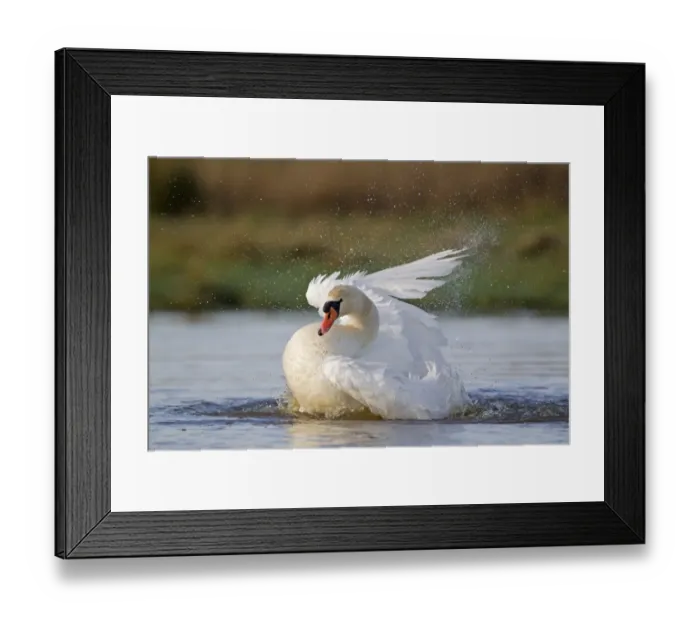 Framed Print : Mute Swan (Cygnus olor) adult female, bathing, Suffolk, England, December