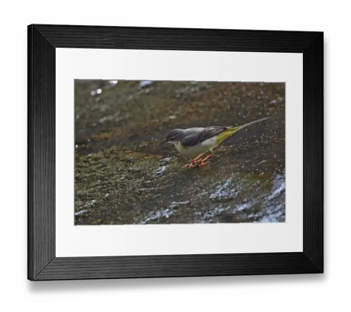Framed Print : Grey Wagtail (Montacilla cinerea cinerea) adult, foraging on rocks at edge of waterfall, Doi Inthanon N. P