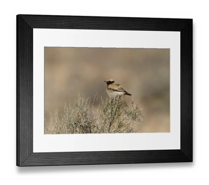 Framed Print : Desert Wheatear (Oenanthe deserti) adult male, breeding plumage, perched on bush, Morocco, March Framed Print : Desert Wheatear (Oenanthe deserti) adult male, breeding plumage, perched on bush, Morocco, March