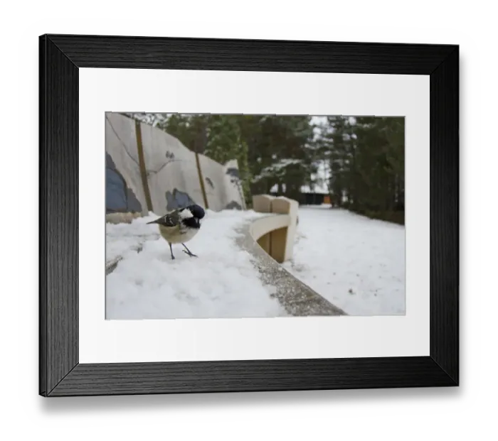 Framed Print : Coal Tit (Periparus ater) adult, standing on snow covered bench beside path in coniferous forest habitat, Loch Garten Framed Print : Coal Tit (Periparus ater) adult, standing on snow covered bench beside path in coniferous forest habitat, Loch Garten