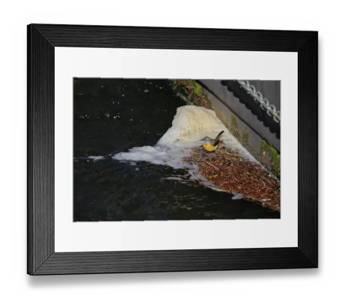 Framed Print : Grey Wagtail (Montacilla cinerea) adult male, winter plumage, standing on floating mat of debris Framed Print : Grey Wagtail (Montacilla cinerea) adult male, winter plumage, standing on floating mat of debris