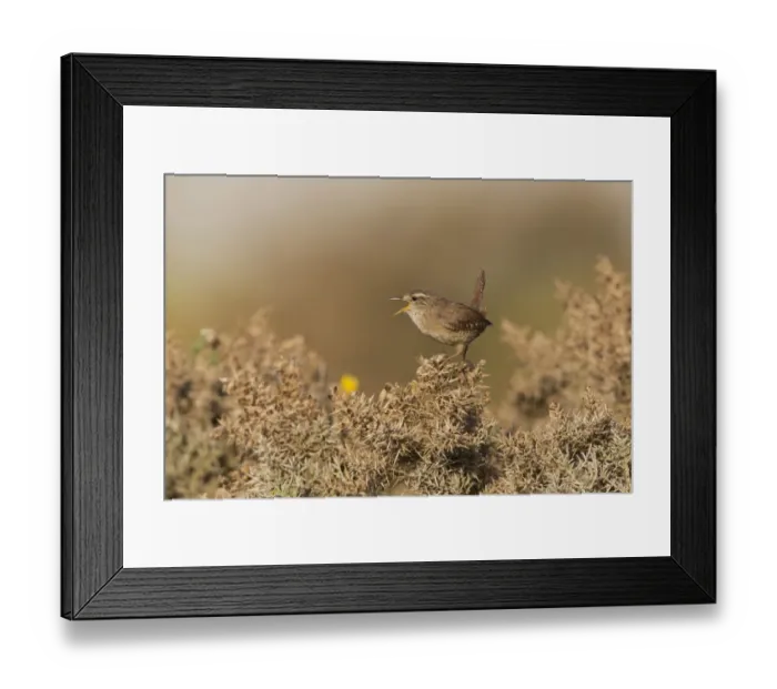 Framed Print : Eurasian Wren (Troglodytes troglodytes) adult male, singing, perched on gorse, Suffolk, England, May Framed Print : Eurasian Wren (Troglodytes troglodytes) adult male, singing, perched on gorse, Suffolk, England, May