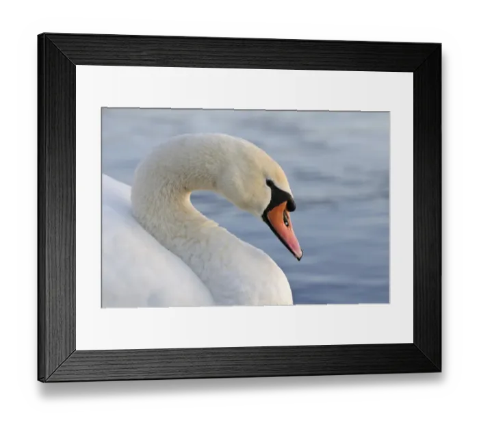 Framed Print : Mute Swan (Cygnus olor) adult female, close-up of head and neck, Southmere Lake, Thamesmead, Greenwich, London Framed Print : Mute Swan (Cygnus olor) adult female, close-up of head and neck, Southmere Lake, Thamesmead, Greenwich, London