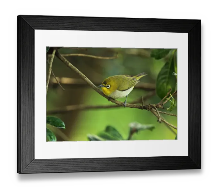Framed Print : Japanese White-eye (Zosterops japonicus simplex) adult, perched on twig, Taipei City, Taiwan, April Framed Print : Japanese White-eye (Zosterops japonicus simplex) adult, perched on twig, Taipei City, Taiwan, April
